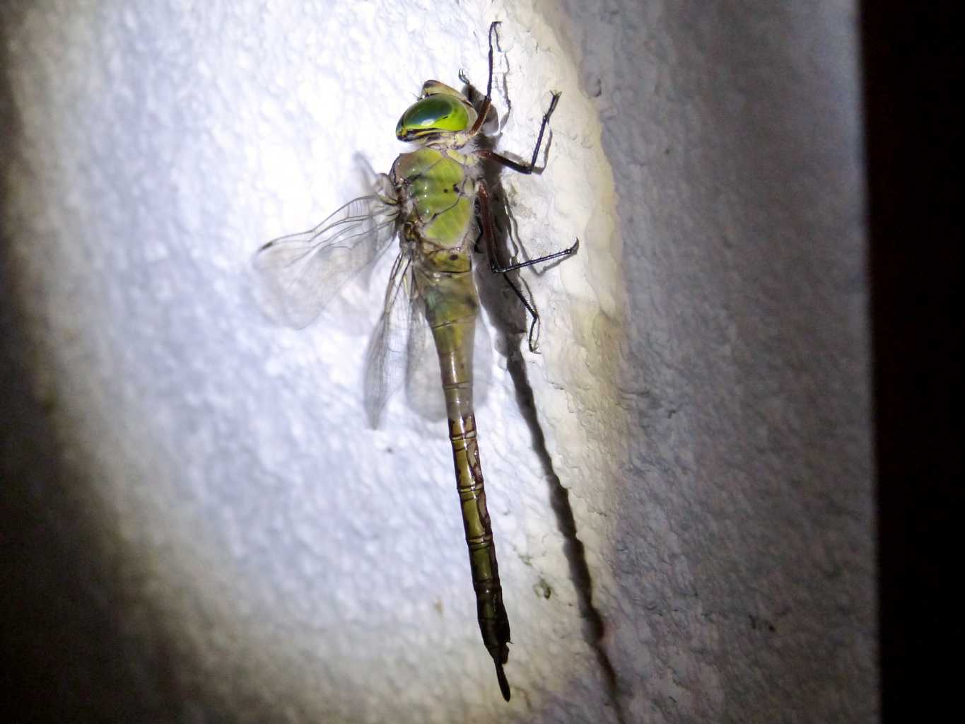 Visita notturna inattesa: Anax parthenope femmina